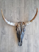 Nala Nguni Skull